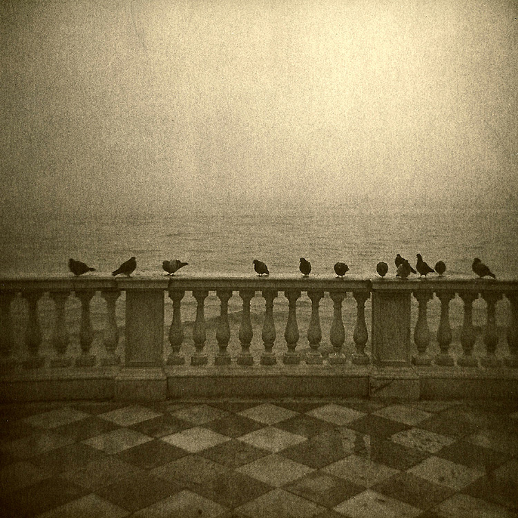 Pigeons; Venice 1