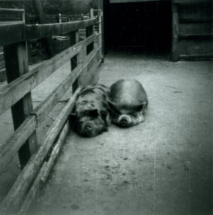 Piggies