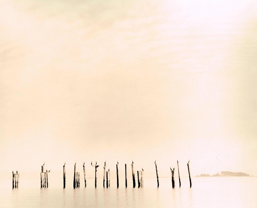 Pilings, Cormorants