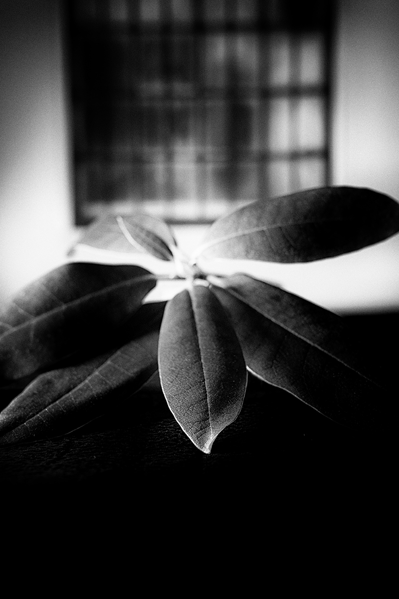 Pin Hole style leaves and window frame.