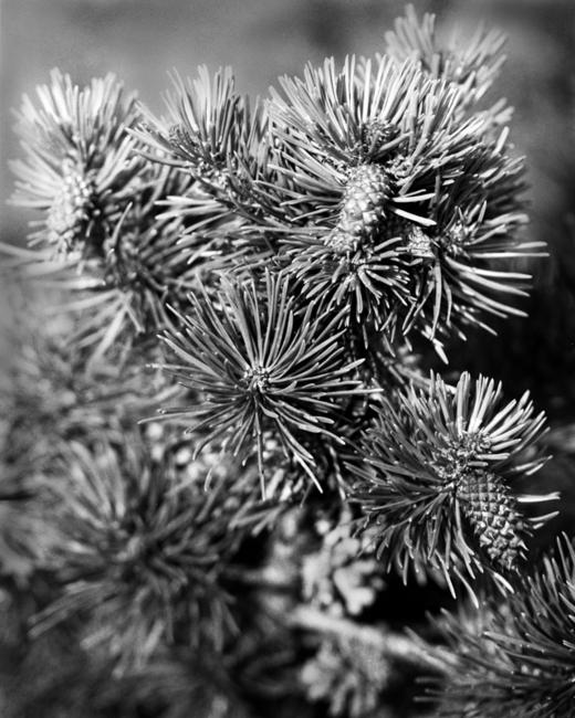 Pine #008