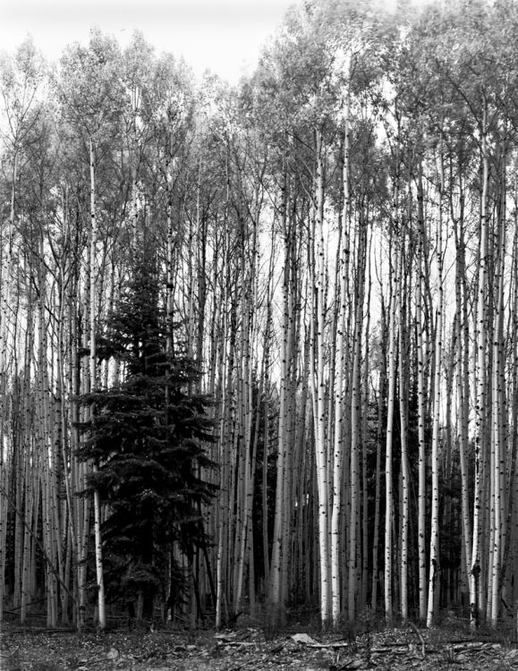 Pine among Aspens