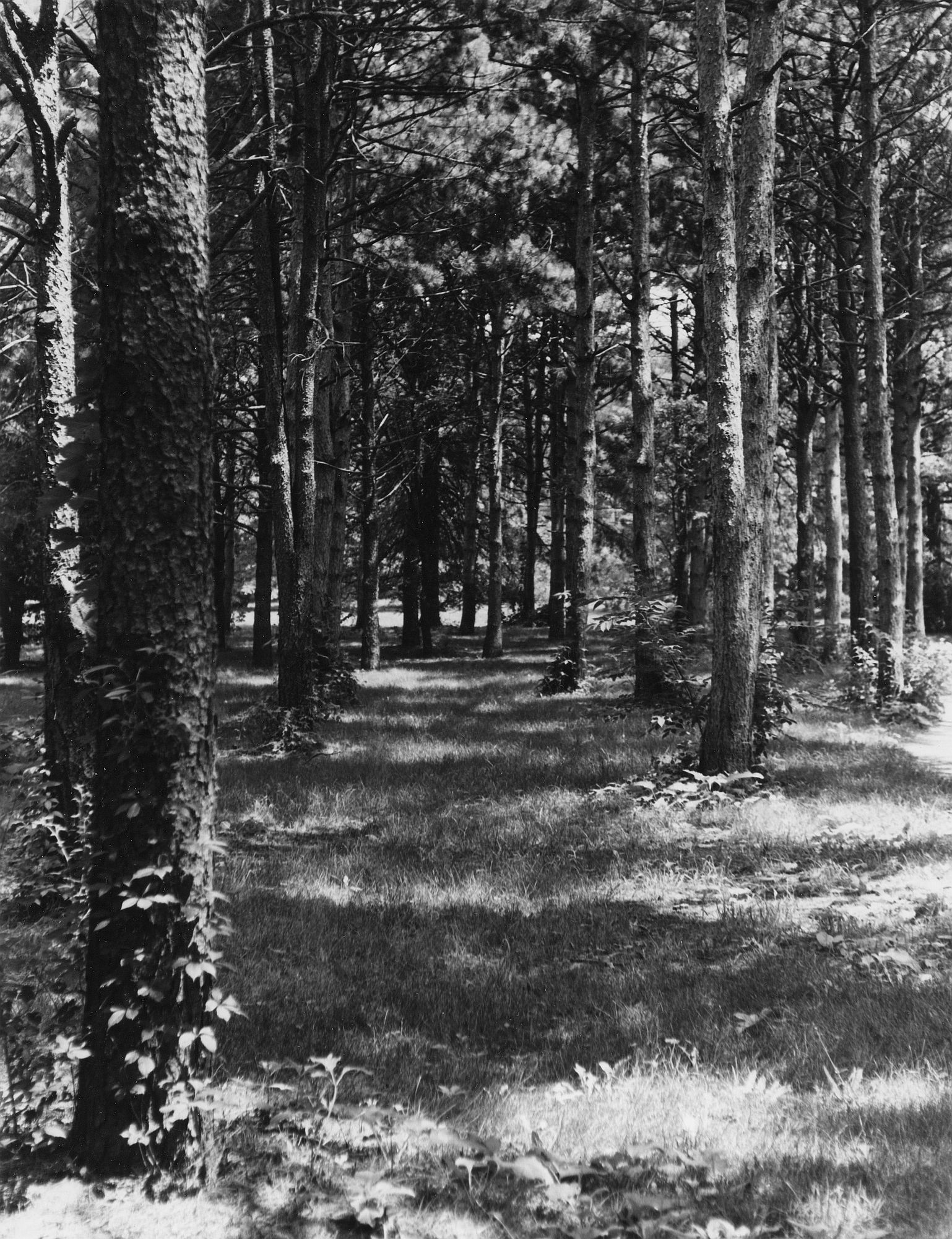 Pine Avenue