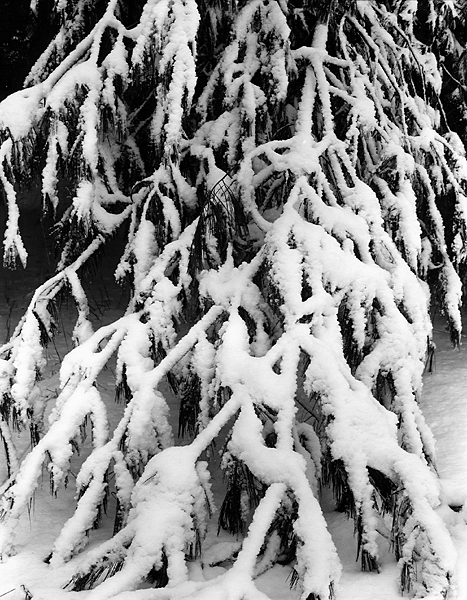 Pine Branch in Snow