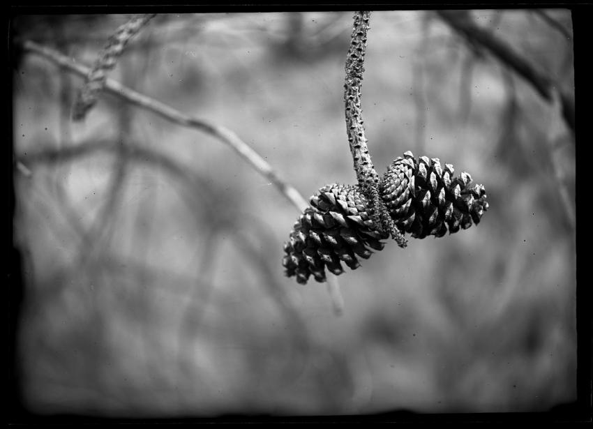 Pine Cones, On Glass Plate