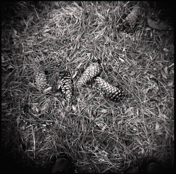 Pine Cones