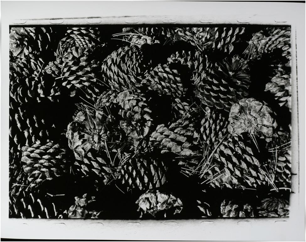 Pine Cones