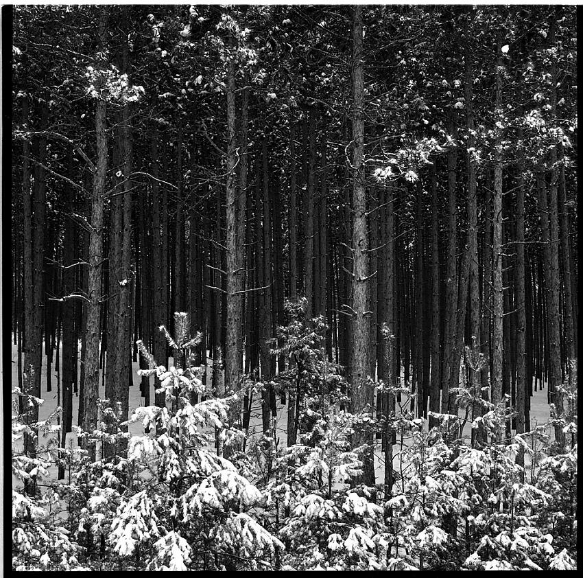Pine Forest, Hockley Valley: Dec 2013