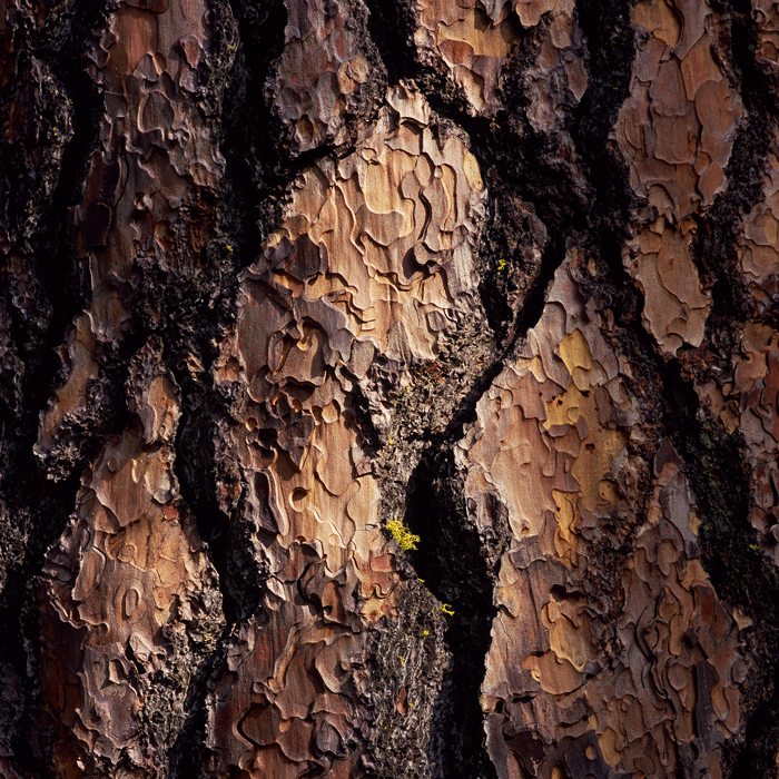 Pine / Lichen