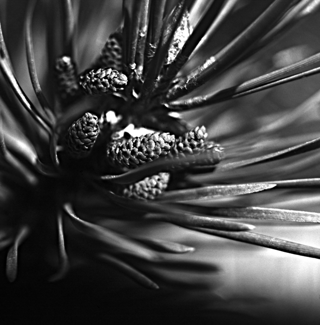 Pine needles and new pine cones