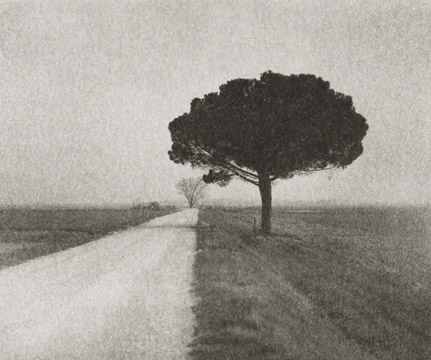 Pine on Gravel Road, Italy