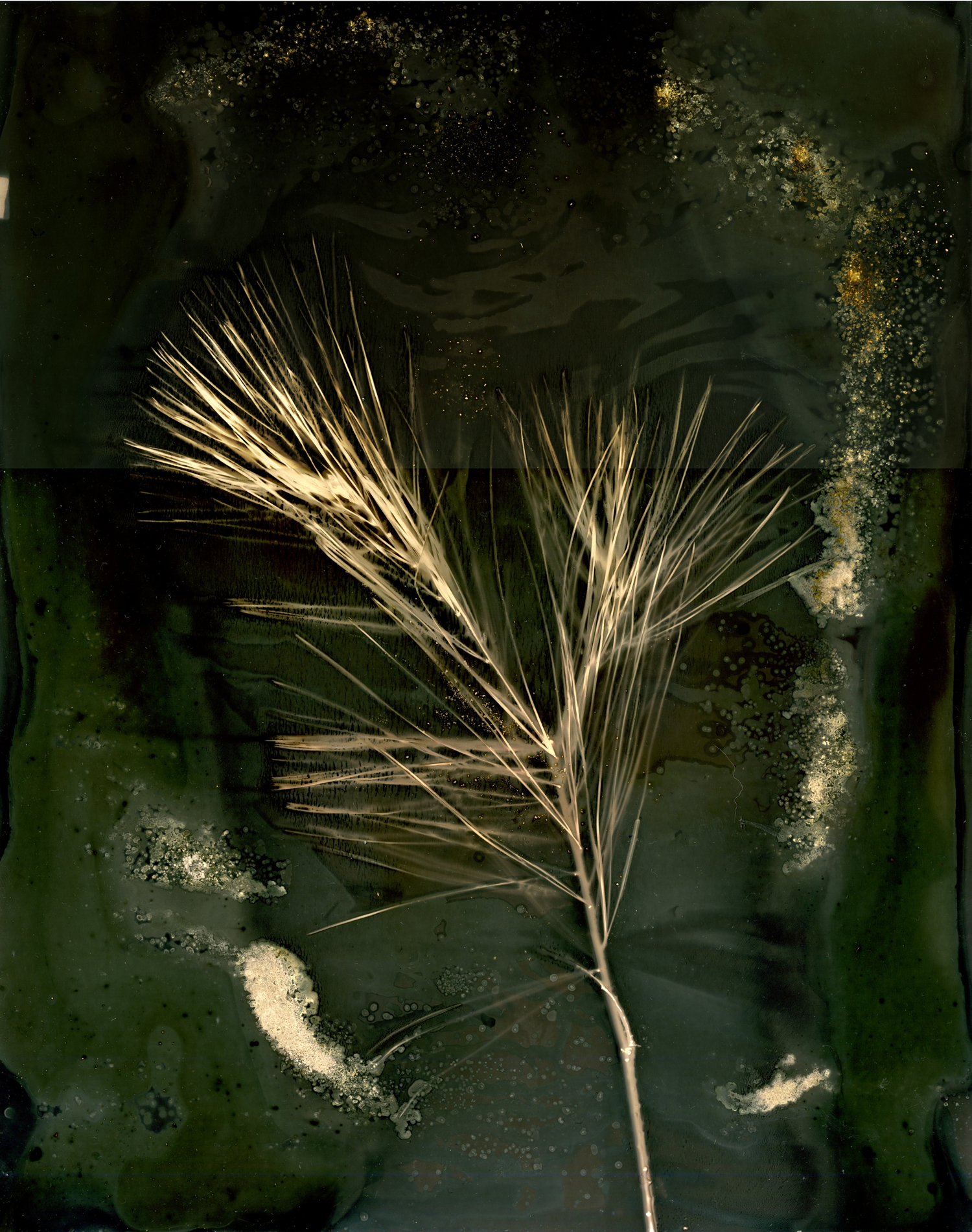 Pine Sprig Lumen Print Sml
