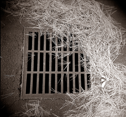 pine straw and drain