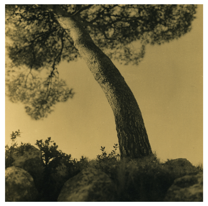 Pine Tree