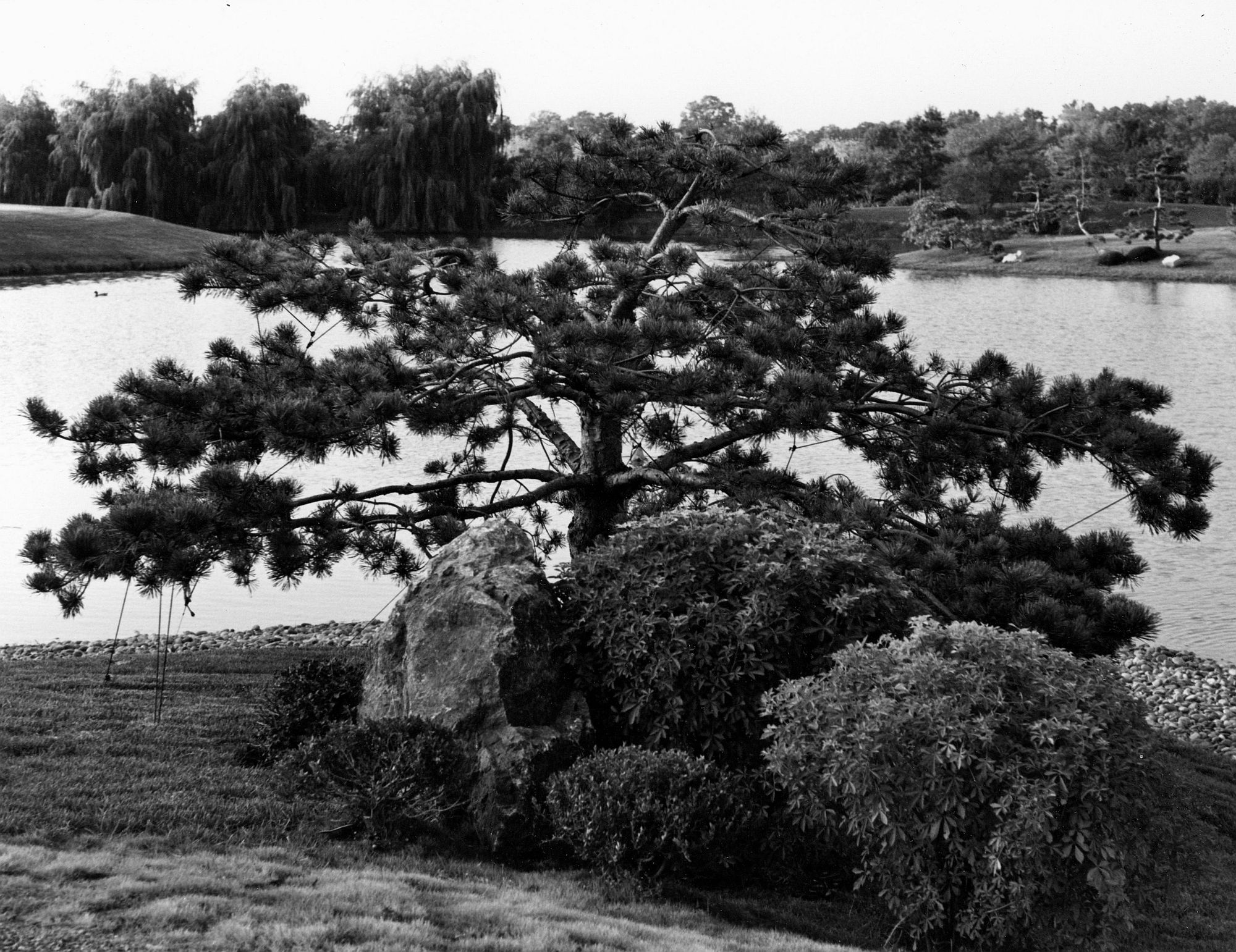 Pine Tree