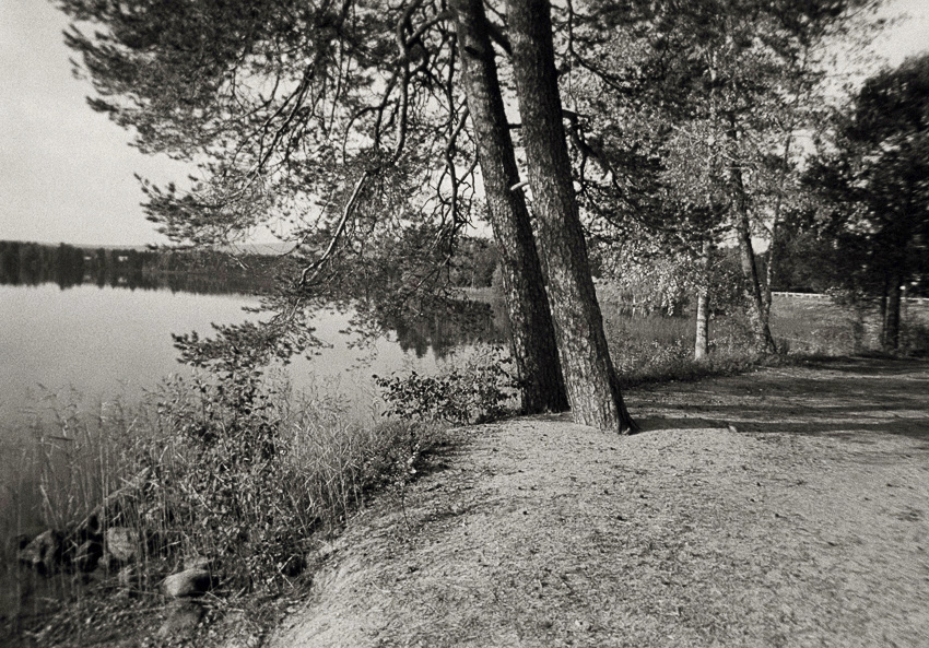 Pine Trees And Lake
