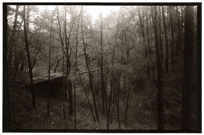 Pines and drain pipe