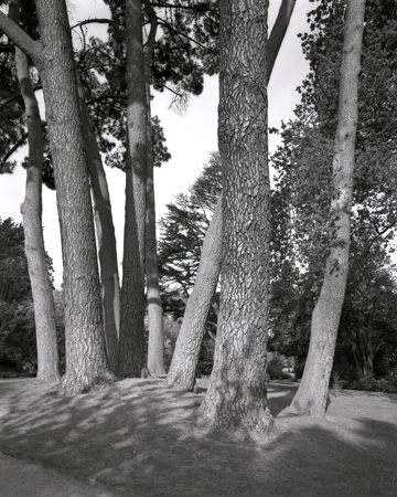 Pines, Christcurch