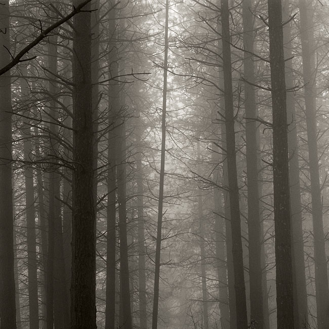 Pines in Fog 2