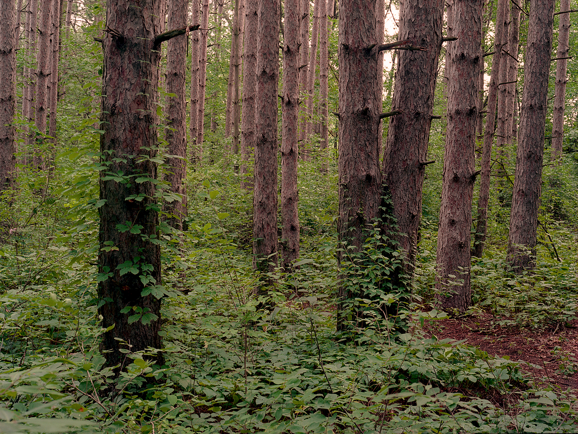 Pines.jpg