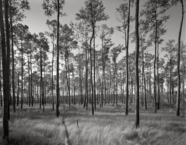 Piney Woods Lacombe Louisiana