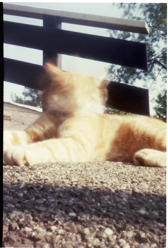 Pinhole Cat - entry for Monthly Shooting Asignment Sept/Oct 2013