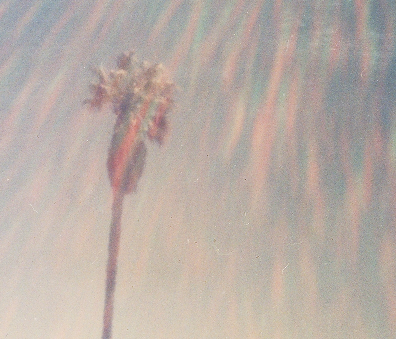Pinhole Glare-1