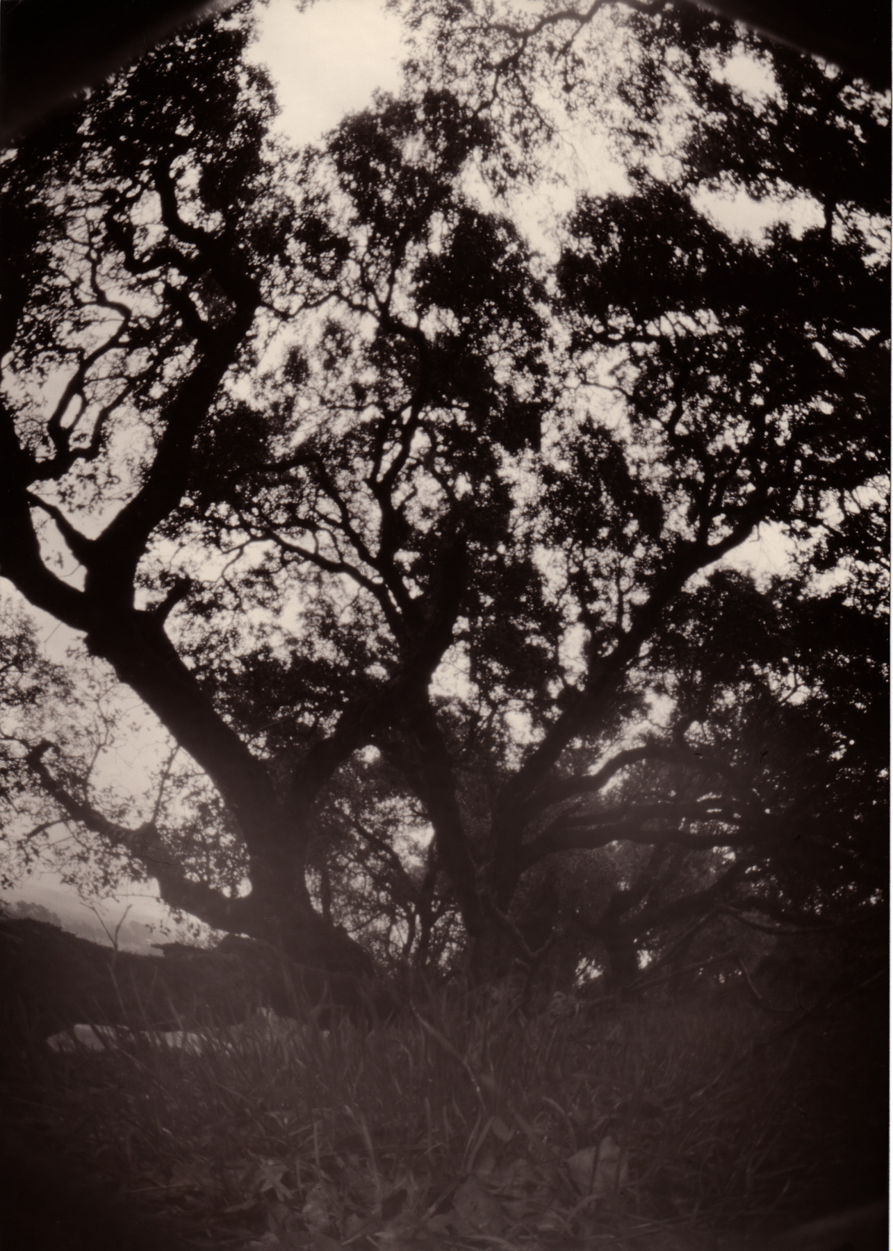 Pinhole Oaks in Rain