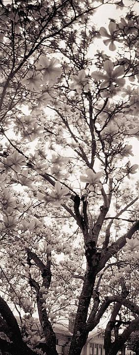 Pinhole of Magnolia