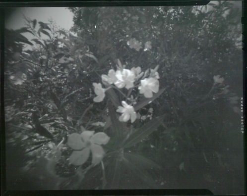 Pinhole Oleander