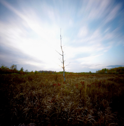 Pinhole Tree