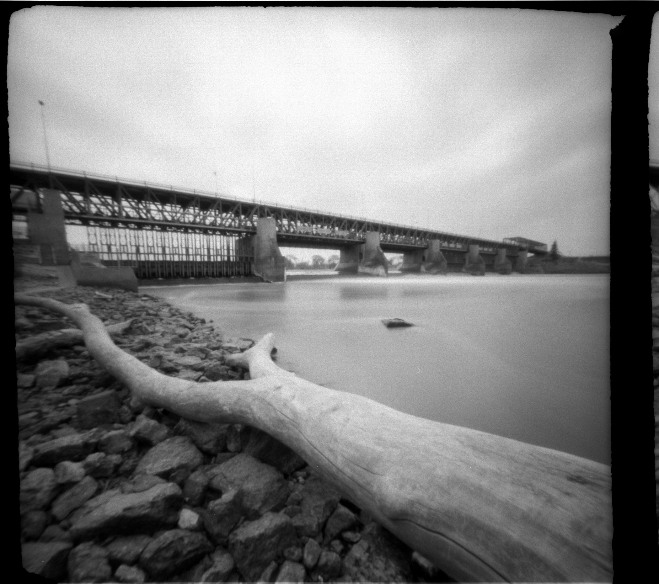 Pinhole Tree