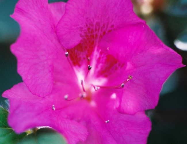Pink Azalea