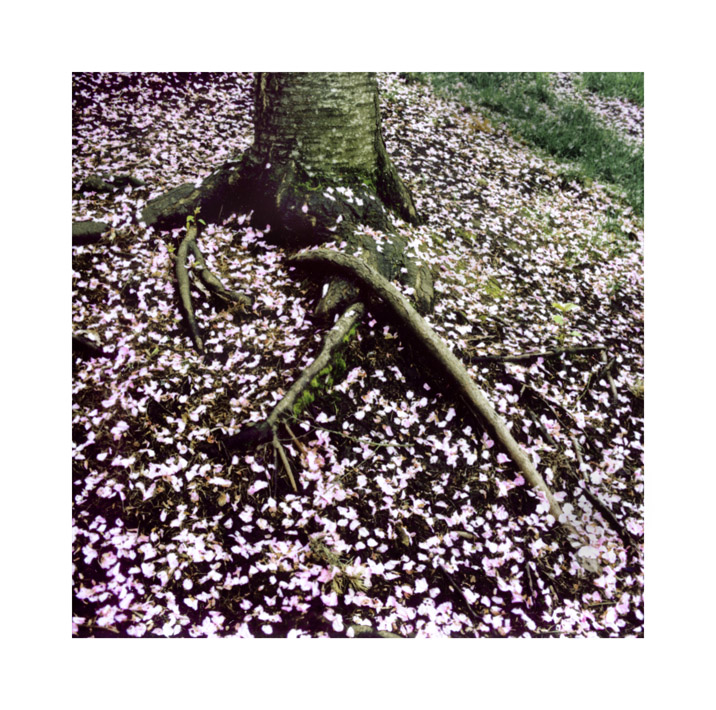 Pink blossoms and tree 2009