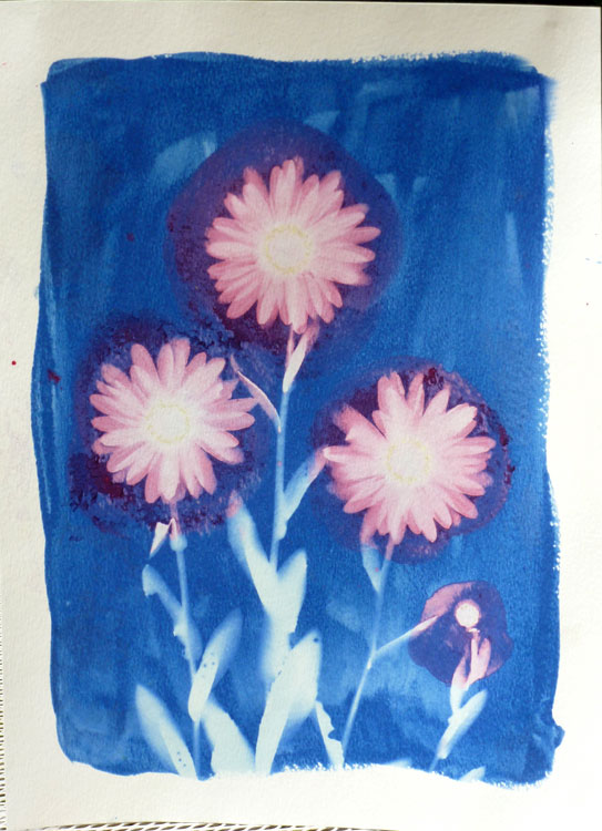 Pink Daisies