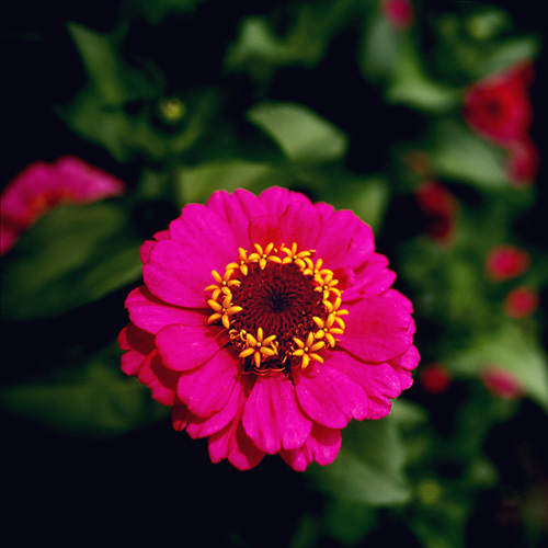 Pink Flower