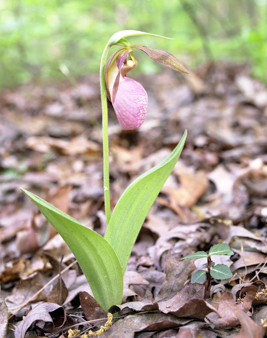 Pink Ladyslipper