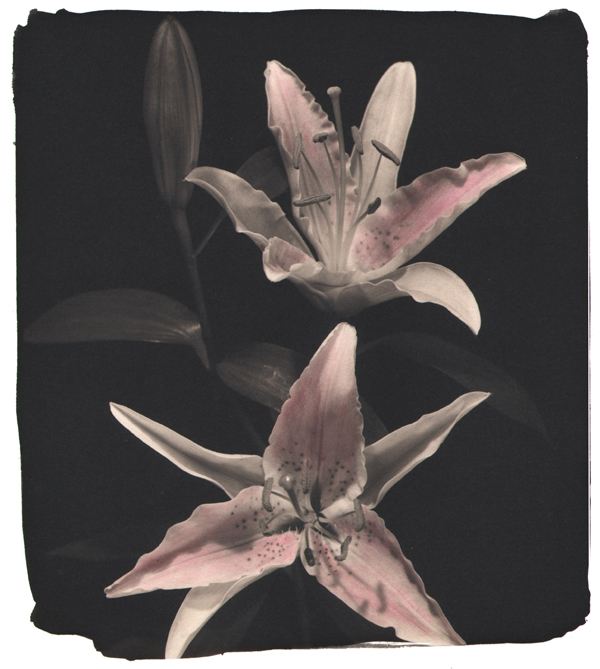 Pink Lilly