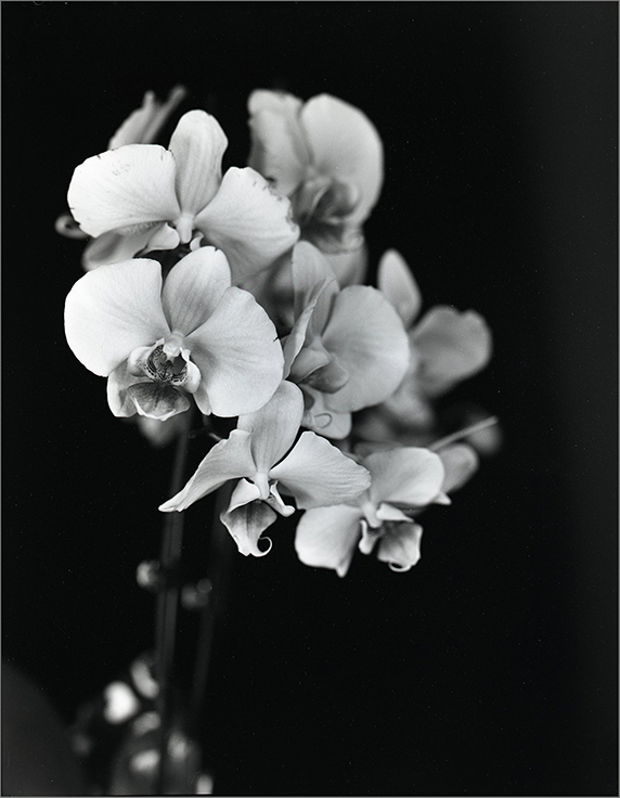 Pink Orchid