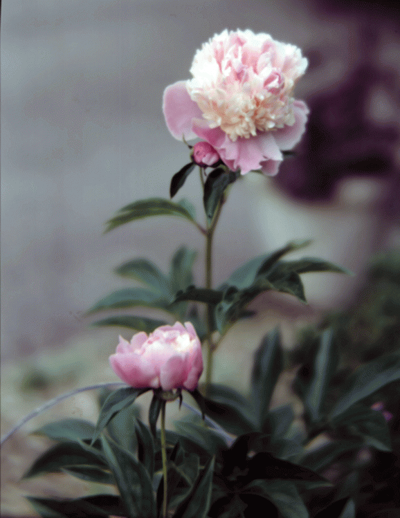 Pink Peony. 10 Inch Versar