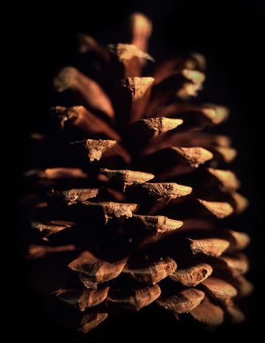 Pinus Jefferyi