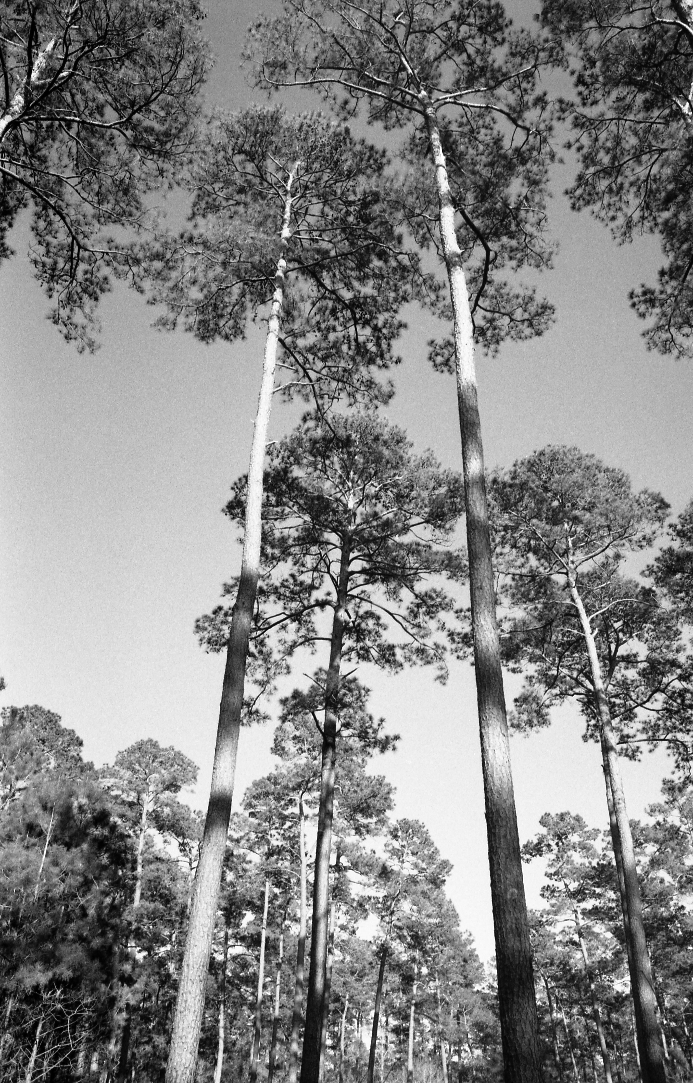 Pinus taeda