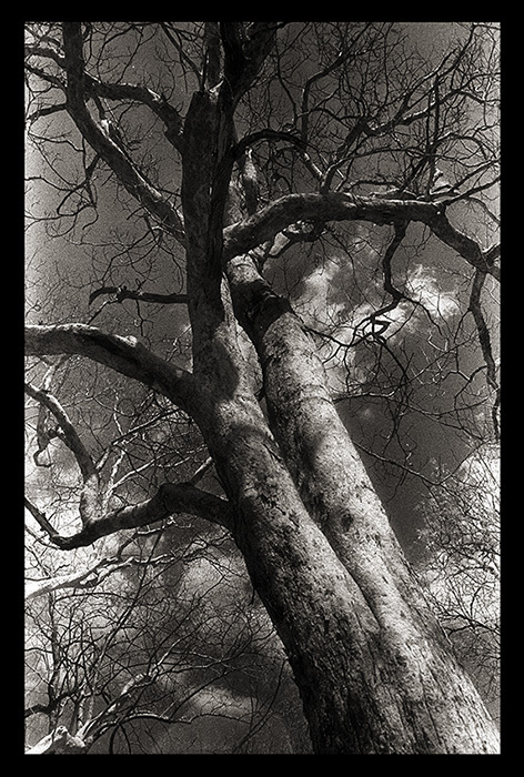 PKD Tree