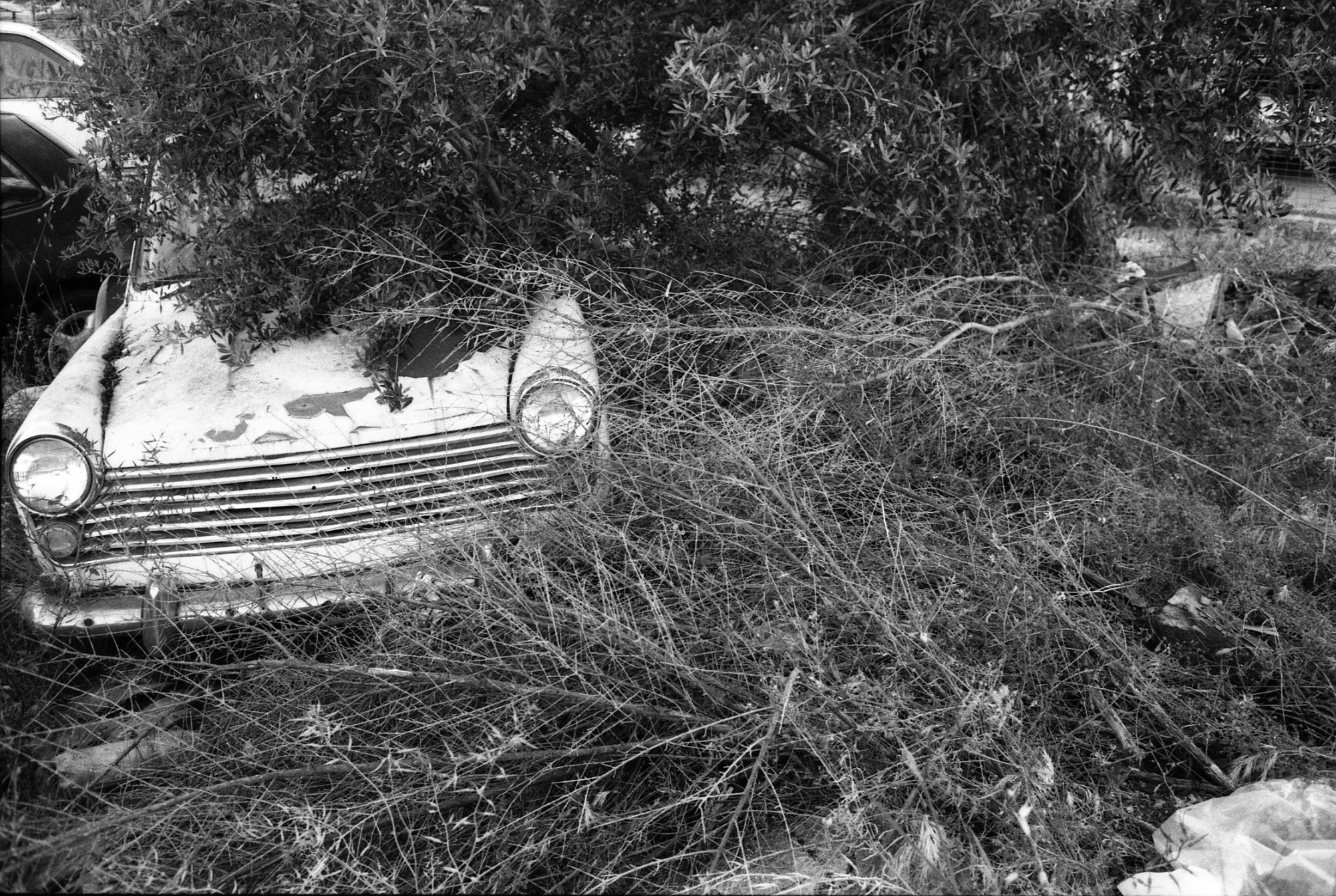 Plant a car