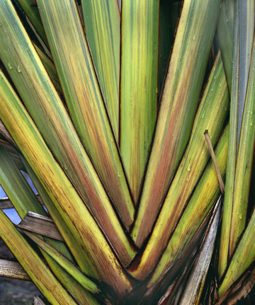 Plant Abstract 1