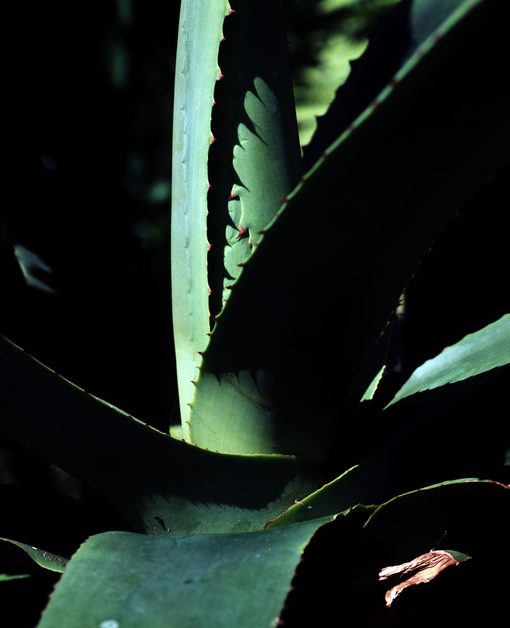 plant abstract