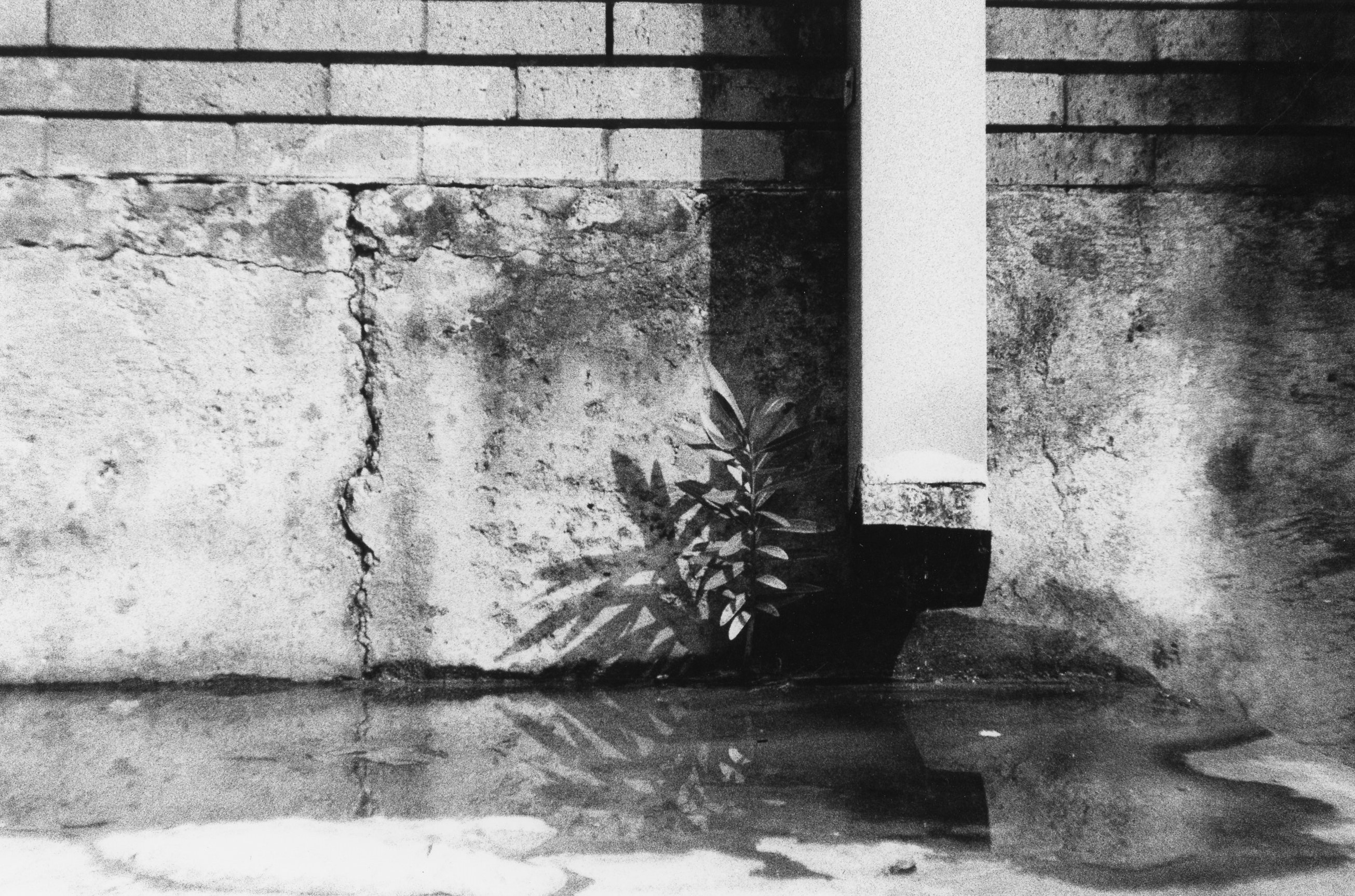 Plant by The Gutter