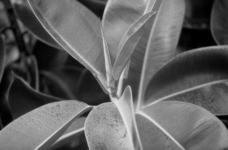 Plant IV