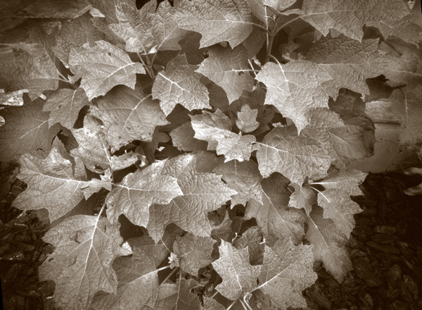 Plant