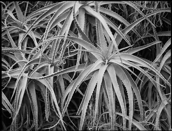 Plant